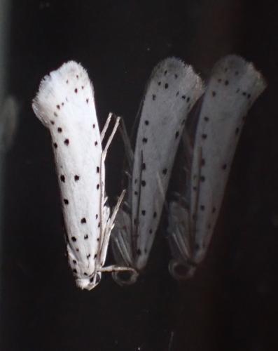 Yponomeuta sp.